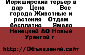 Йоркширский терьер в дар › Цена ­ 1 - Все города Животные и растения » Отдам бесплатно   . Ямало-Ненецкий АО,Новый Уренгой г.